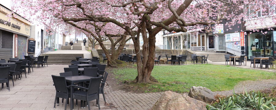 Kirschblüten in der Treppenstraße
