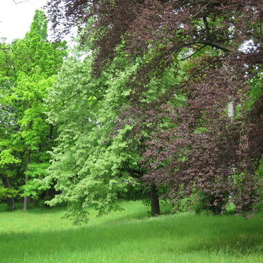 Grüne Bäume im Aschrottpark