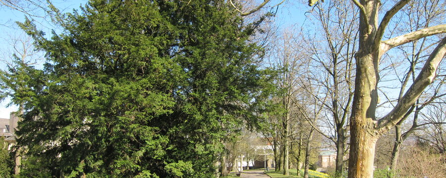 Spazierweg im Fürstengarten