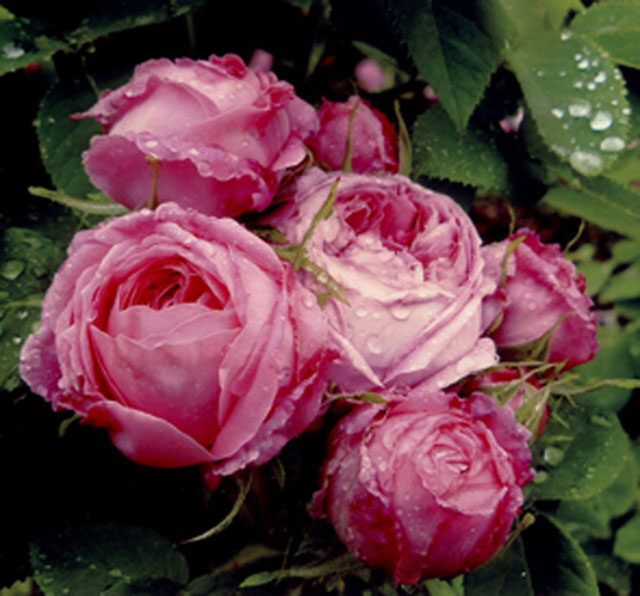 Rose Perle von Weißenstein