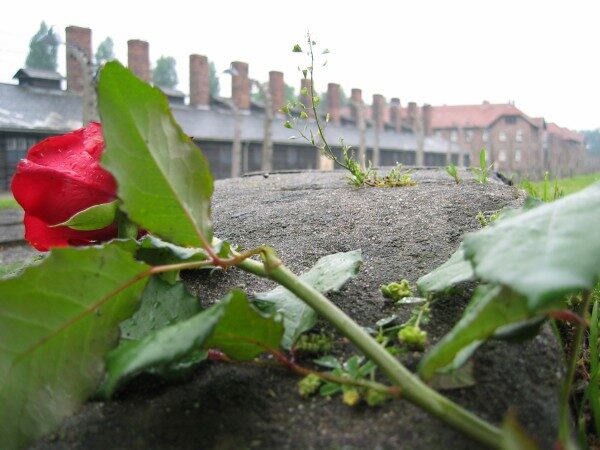Rose auf einer Mauer vor der Silhouette von Auschwitz