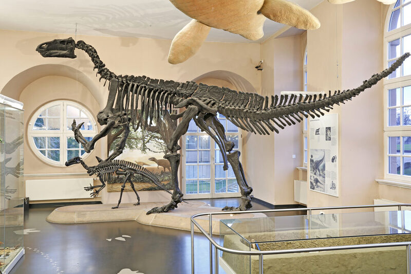 Zwei Skelette des Dinosauriers Iguanodon in den Ausstellungsräumen.