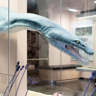Die Rekonstruktion des Meeressauriers Nothosaurus schwimmt über Seelilien.