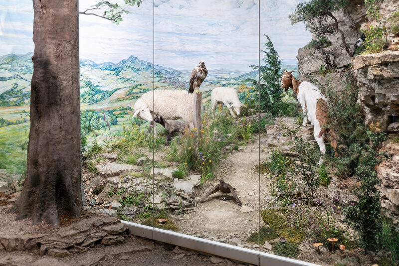 Schafe, Ziege und Greifvögel sind nebeneinander im Dörnberg-Diorama inszeniert.