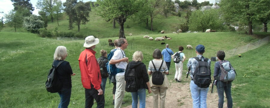 Gruppenfoto bei einer Exkursion des Fördervereins, im Hintergrund eine mit Schafen beweidete Wiese mit Bäumen.