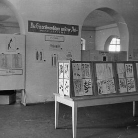 Eiszeitausstellung noch im stark zerstörten Ottoneum 1951