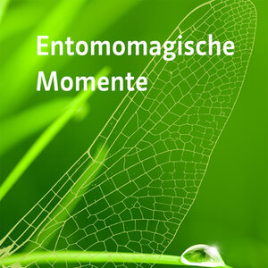 Plakat zur Sonderausstellung "Entomomagische Momente" mit einem Insektenflügel.