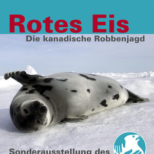 Plakat zur Sonderausstellung "Rotes Eis - Die kanadische Robbenjagd" mit Foto einer Robbe auf Eis.