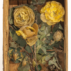 Rosa lutea multiplex (gelbe gefülte Rose)