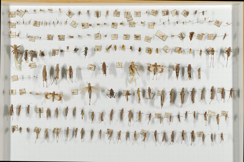Genadelte Heuschrecken in der Sammlung Eisenach stecken in einem Insektenkasten.