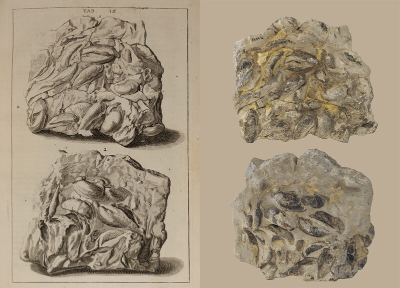 Gegenüberstellung einer Zeichnung von 1719 und der noch erhaltenen Vorlage. Muschelkalk mit ca. 50 Muschelschalen von Hoernesia socialis.