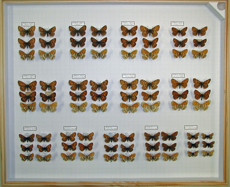 Insektenkasten mit genadelten Schmetterlinge. Von jeder Art der rötlich gefärbten Scheckenfalter stecken sechs Exemplare in einer Gruppe.