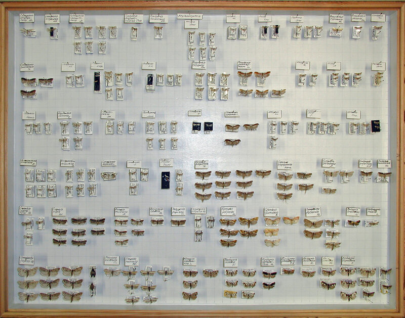 Kleinschmetterlinge der Sammlung Linack in einem Insektenkasten