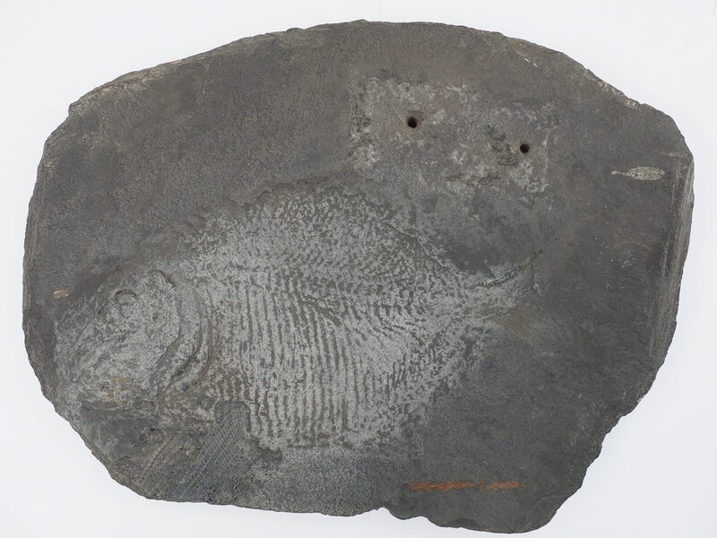 Abdruck eines fossilen Fisches auf schwarzgrauem Kupferschiefer.