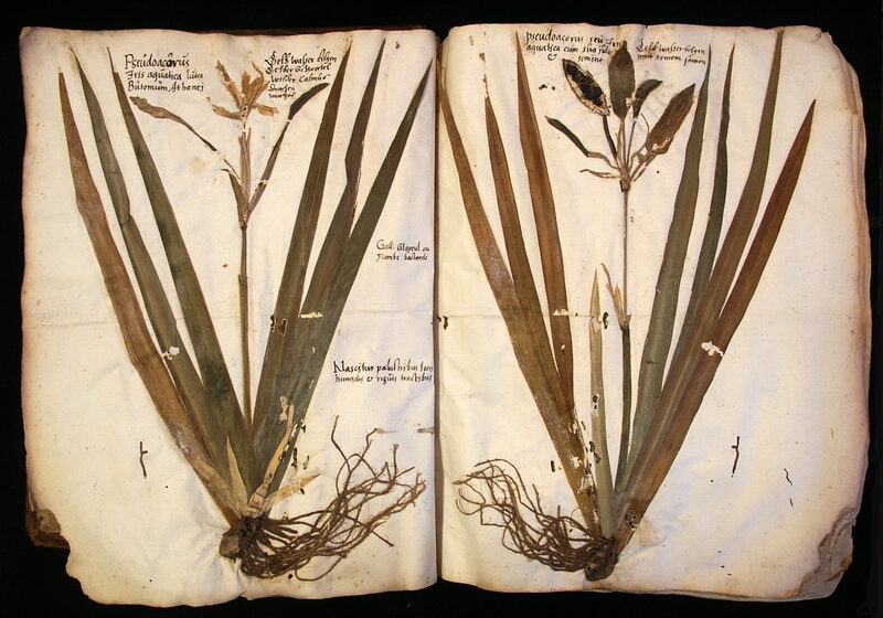 Schwertlilien aus dem 2. Band des Herbariums Ratzenberger