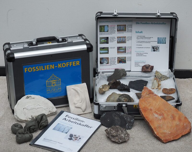 Zwei Koffer mit Fossilien und Gipsabgüssen aus der Region Kassel können ausgeliehen werden.