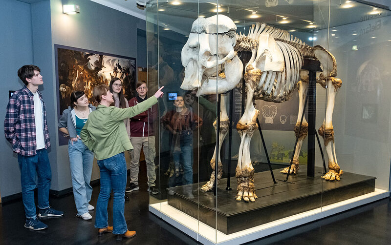 Eine Gruppe steht um das Skelett des Goethe-Elefanten.