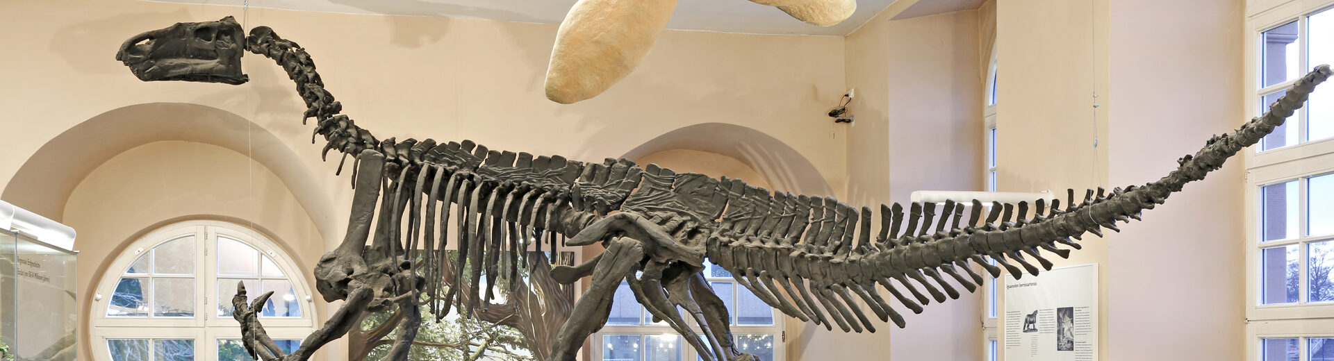 Zwei montierte Skelette des Dinosauriers Iguanodon in den Ausstellungsräumen.