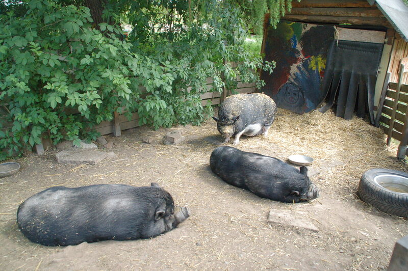 Schweine auf dem Kinderbauernhof