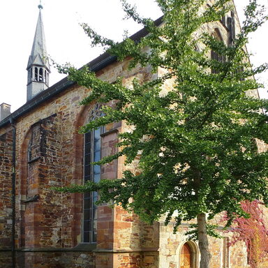 7000 Eichen-Baumstandort: Ginkgo an der Brüderkirche