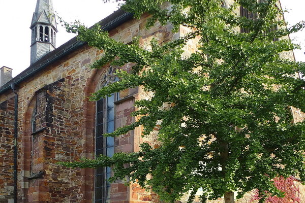 7000 Eichen-Baumstandort: Ginkgo an der Brüderkirche