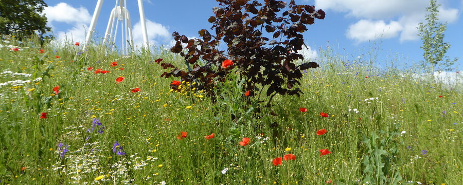Wildblumenwiese im Park Schönfeld Ost