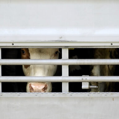 Kühe in einem Transportwagen