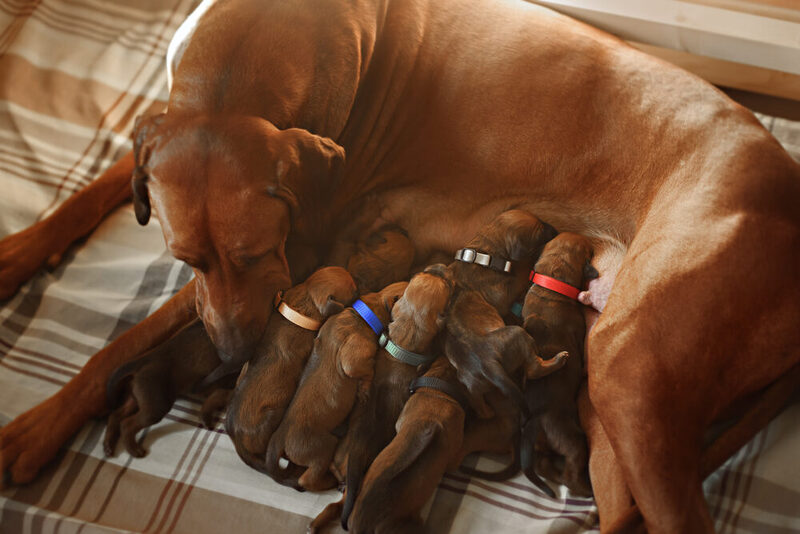 Hund mit ihren neugeborenen Welpen